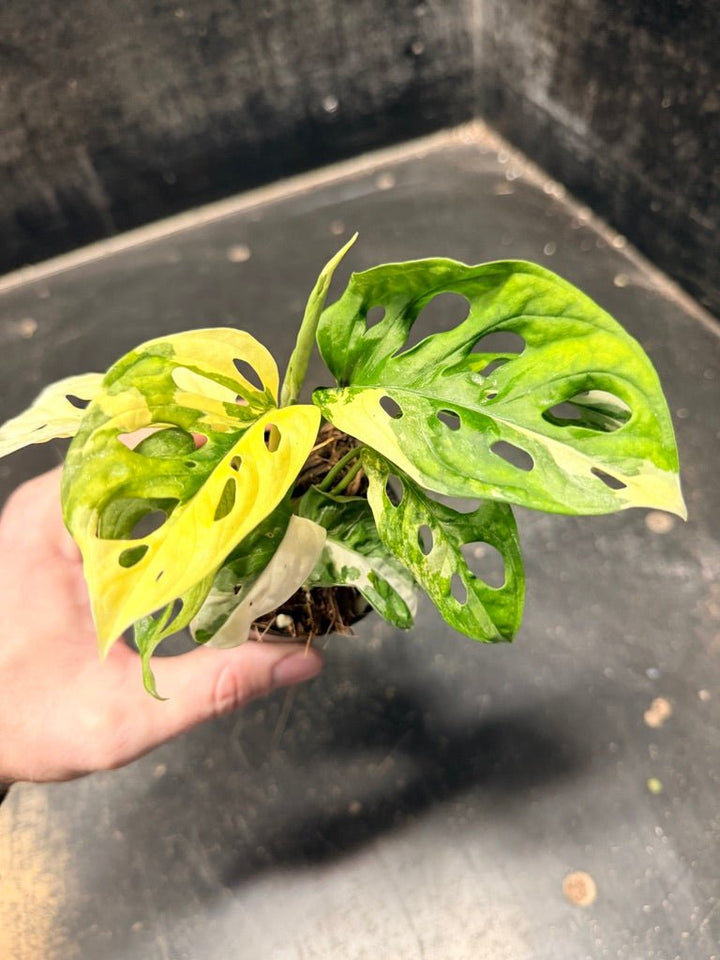 Handpicked 112 - Monstera Adansonii Monkey Mask Albo | Uprooted