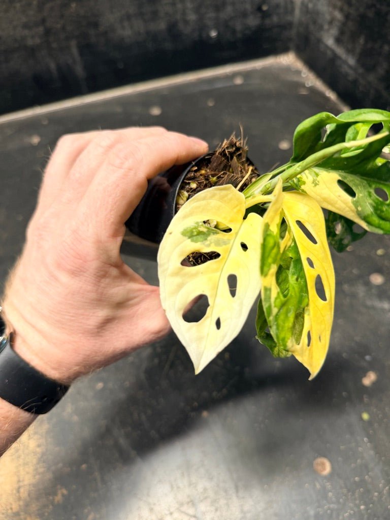 Handpicked 112 - Monstera Adansonii Monkey Mask Albo | Uprooted