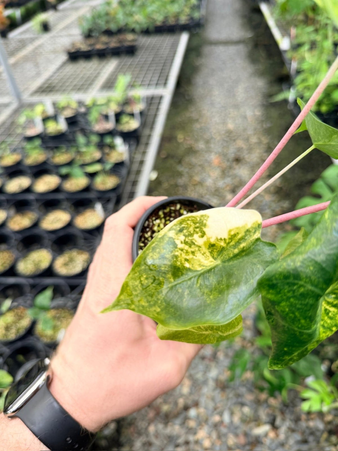 Handpicked 113 - Alocasia Pink Dragon Variegata | Uprooted