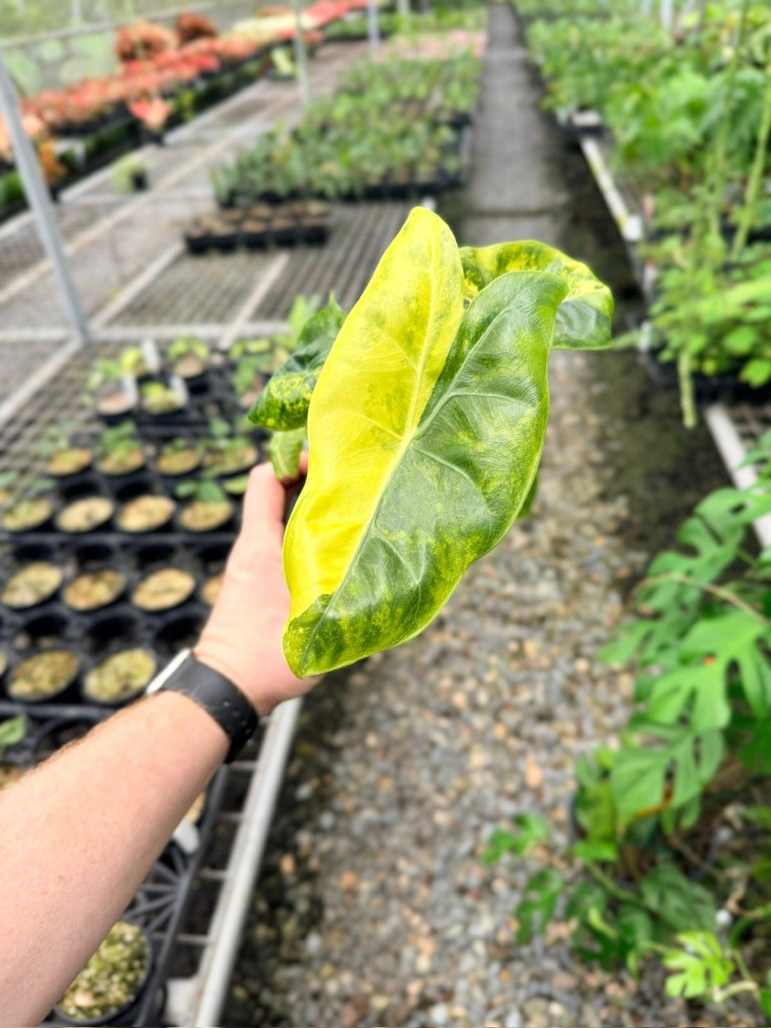Handpicked 113 - Alocasia Pink Dragon Variegata | Uprooted