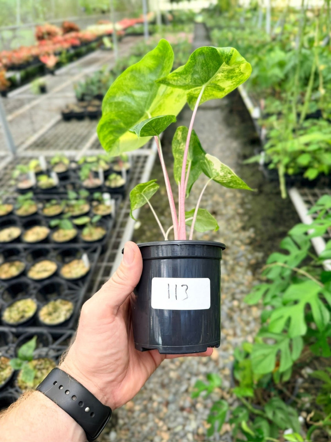 Handpicked 113 - Alocasia Pink Dragon Variegata | Uprooted