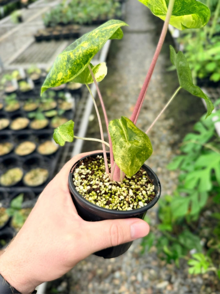 Handpicked 113 - Alocasia Pink Dragon Variegata | Uprooted