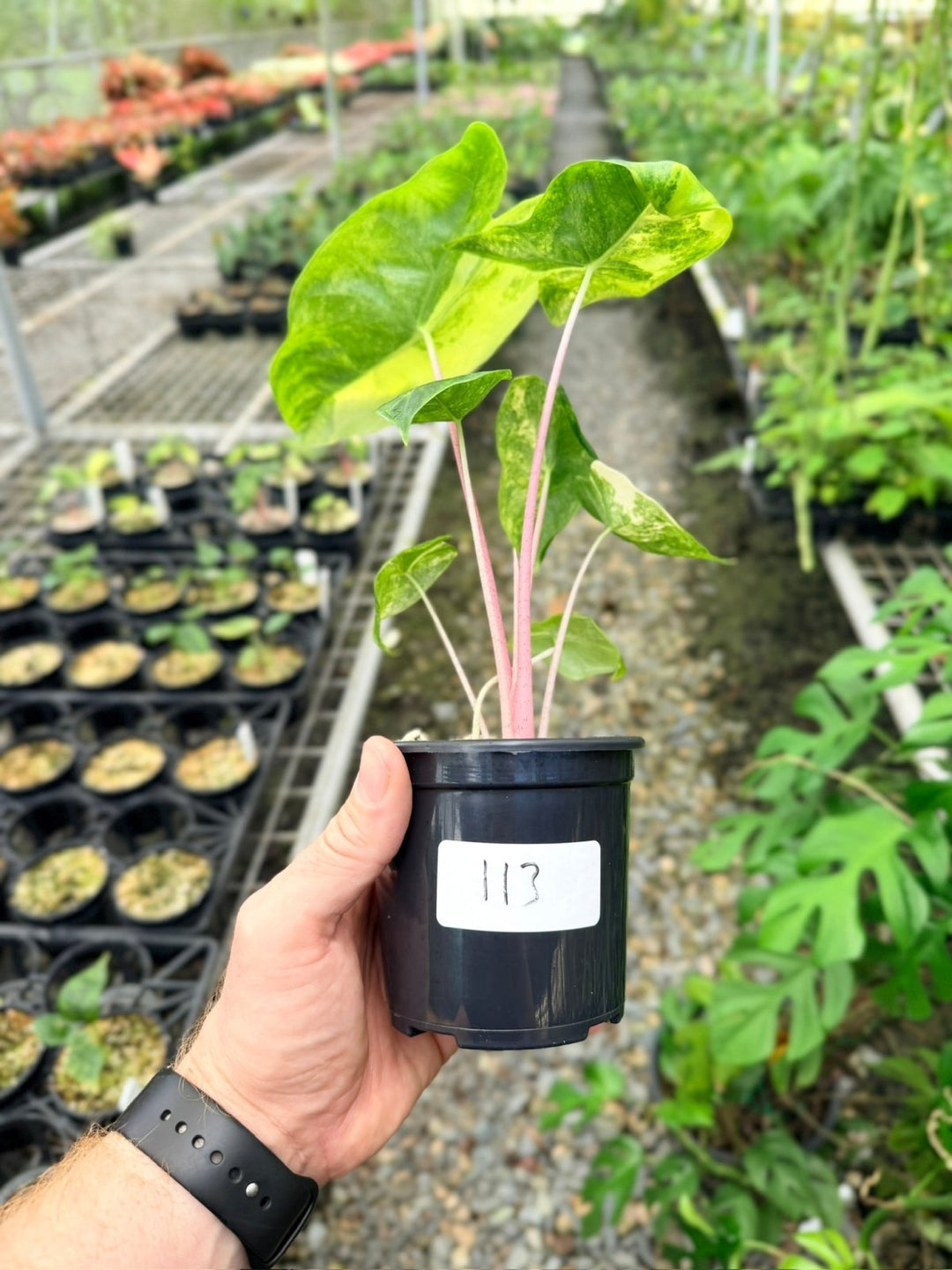 Handpicked 113 - Alocasia Pink Dragon Variegata | Uprooted