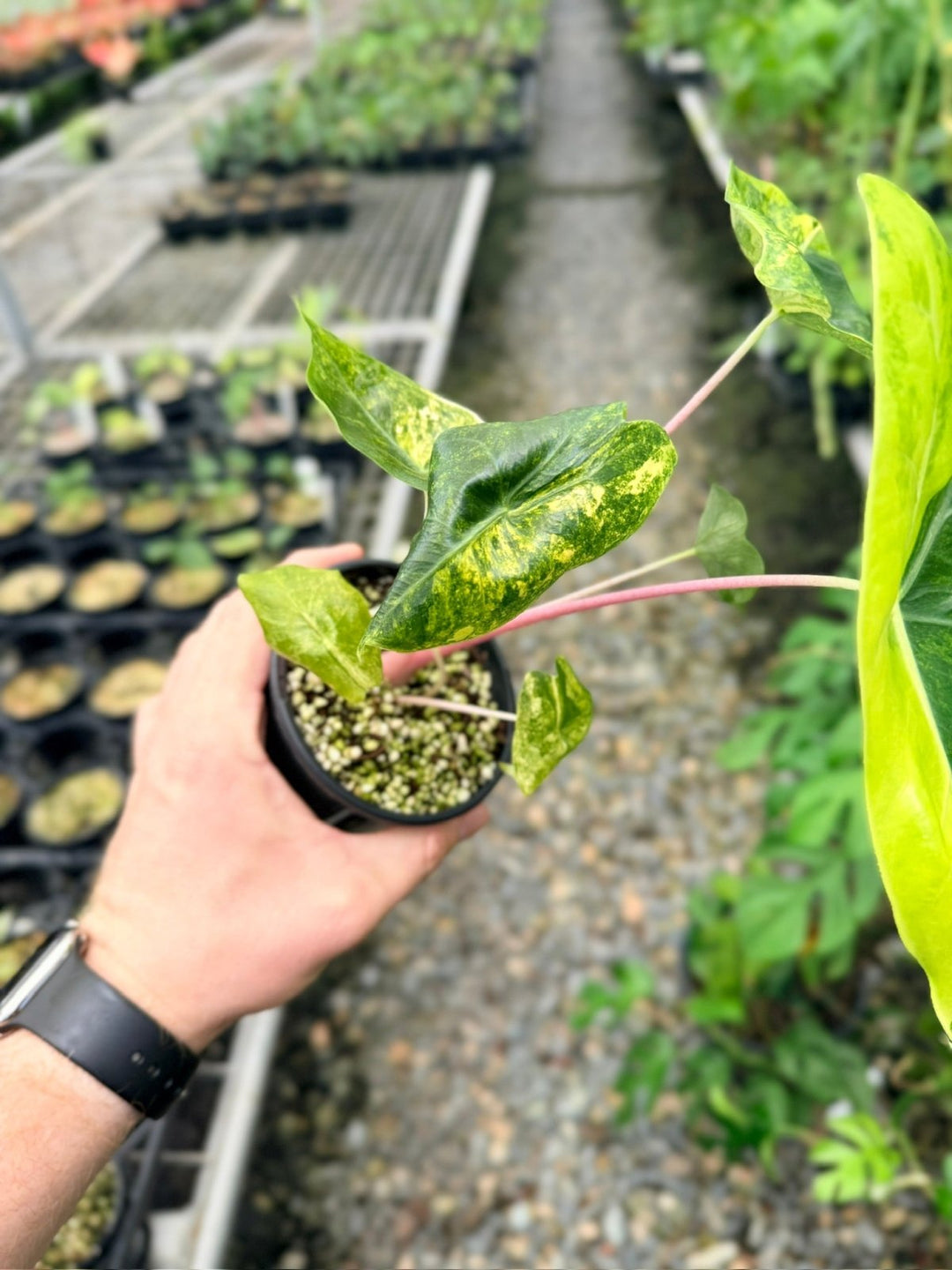 Handpicked 113 - Alocasia Pink Dragon Variegata | Uprooted