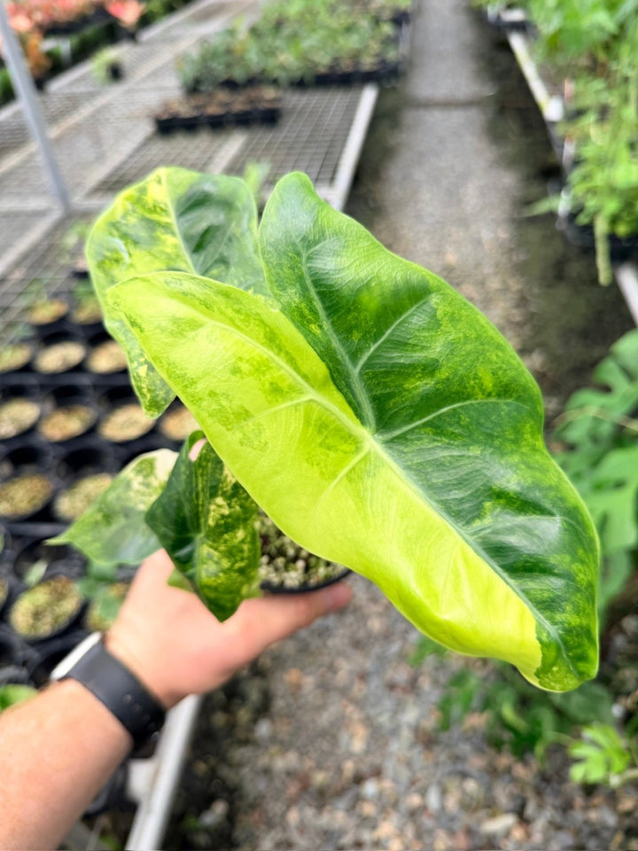 Handpicked 113 - Alocasia Pink Dragon Variegata | Uprooted