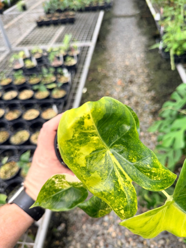 Handpicked 113 - Alocasia Pink Dragon Variegata | Uprooted