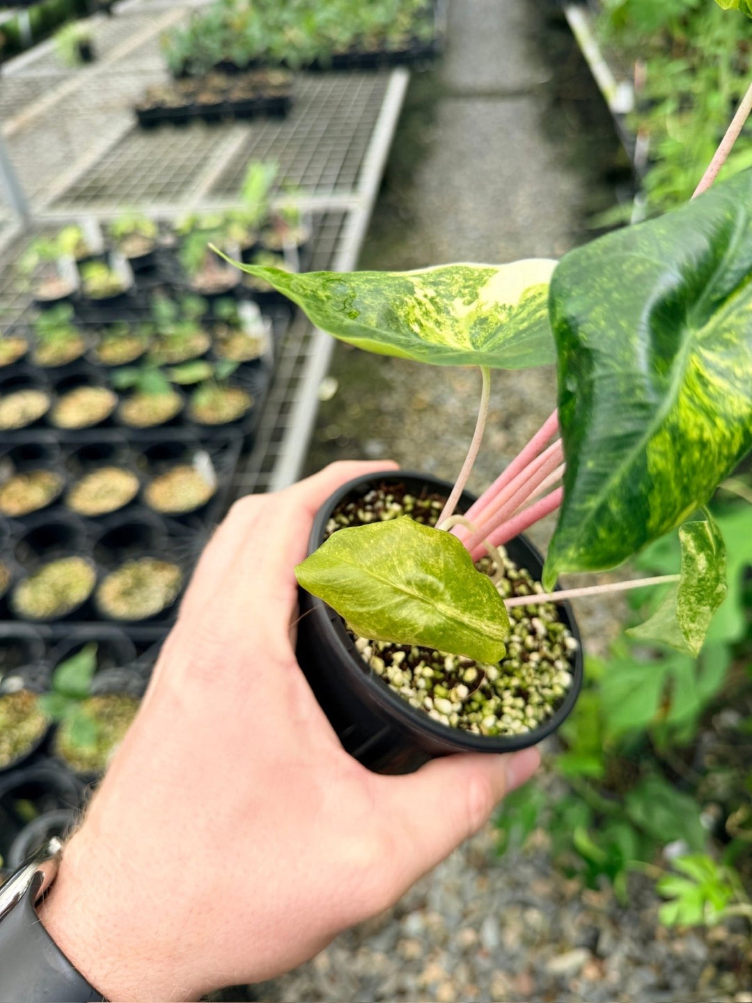 Handpicked 113 - Alocasia Pink Dragon Variegata | Uprooted