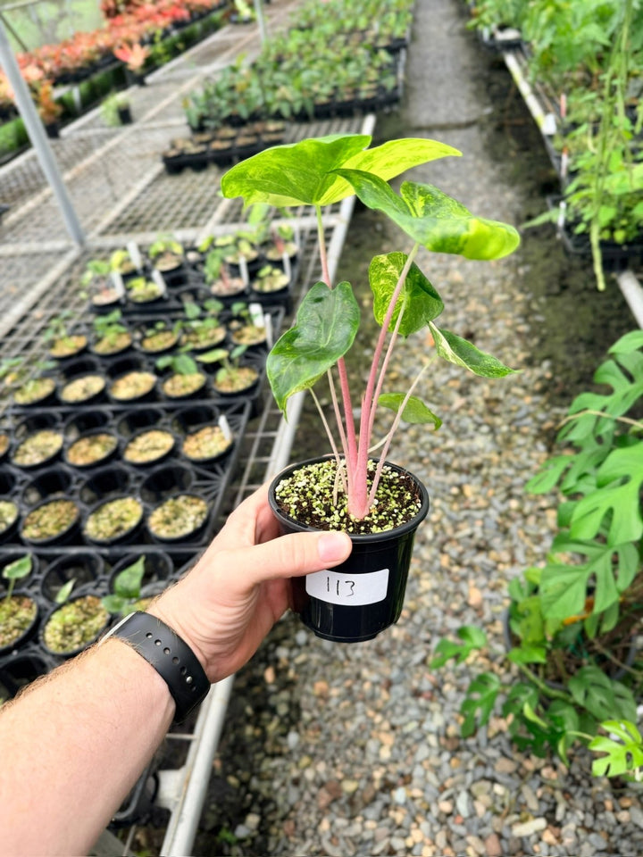 Handpicked 113 - Alocasia Pink Dragon Variegata | Uprooted