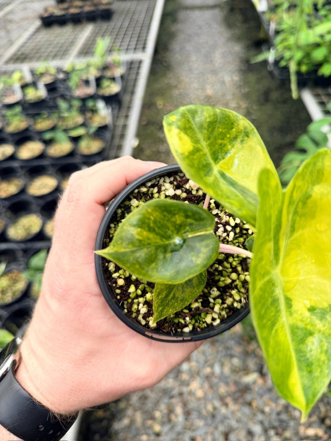 Handpicked 114 - Alocasia Pink Dragon Variegata | Uprooted