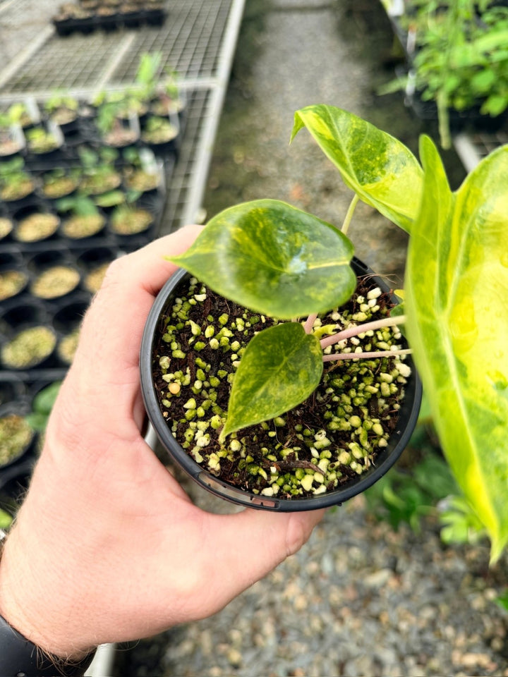 Handpicked 114 - Alocasia Pink Dragon Variegata | Uprooted