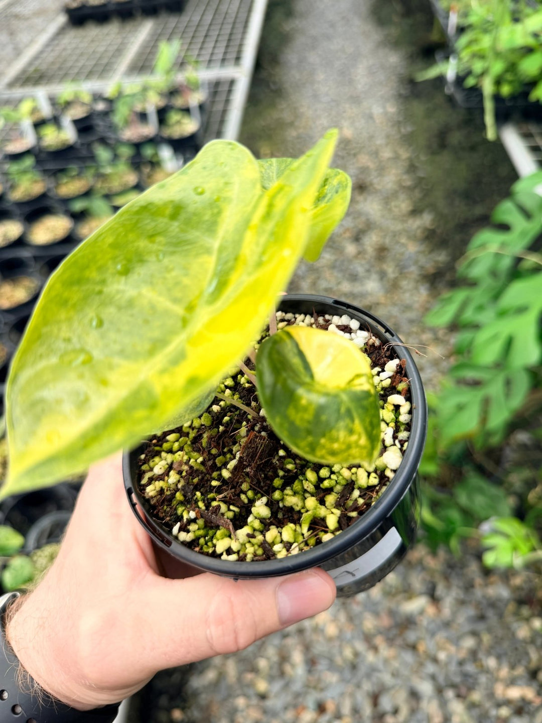 Handpicked 114 - Alocasia Pink Dragon Variegata | Uprooted
