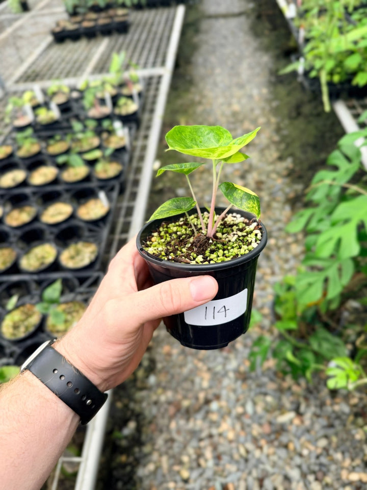 Handpicked 114 - Alocasia Pink Dragon Variegata | Uprooted