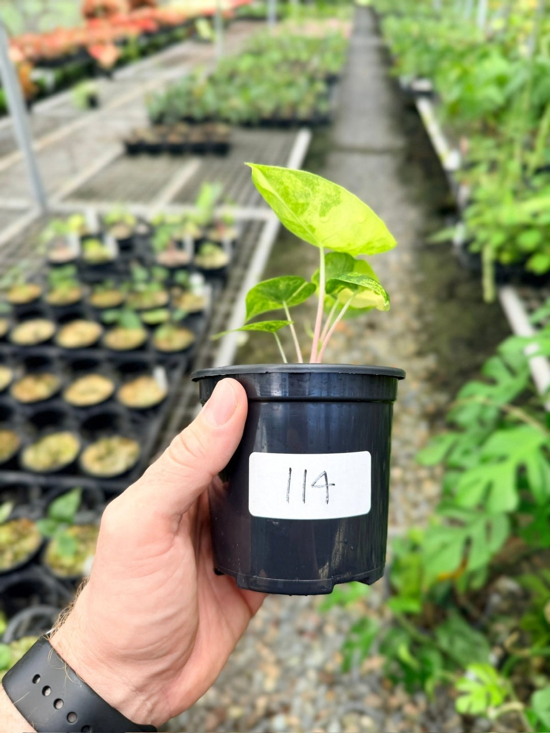 Handpicked 114 - Alocasia Pink Dragon Variegata | Uprooted