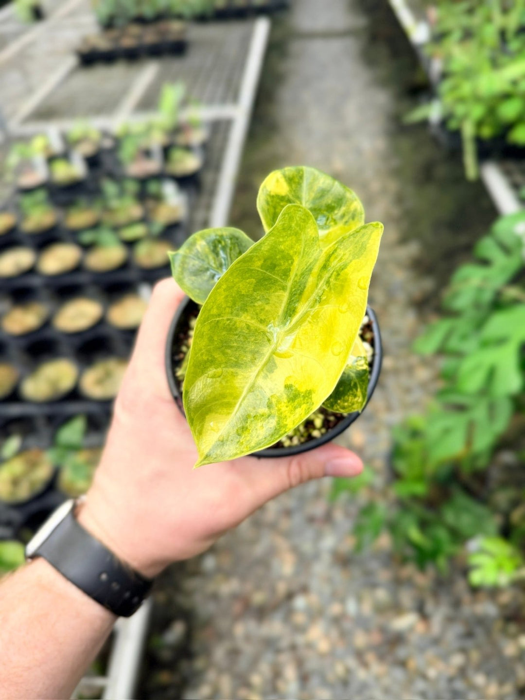 Handpicked 114 - Alocasia Pink Dragon Variegata | Uprooted