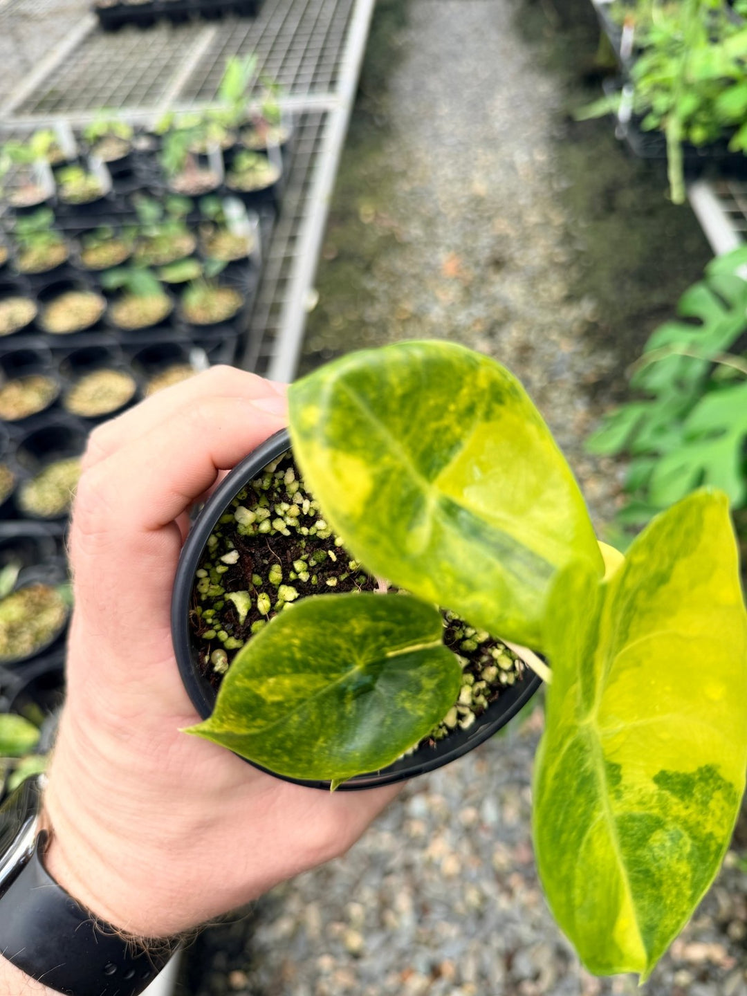 Handpicked 114 - Alocasia Pink Dragon Variegata | Uprooted