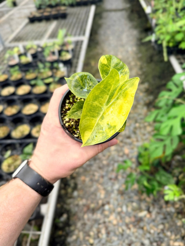 Handpicked 114 - Alocasia Pink Dragon Variegata | Uprooted