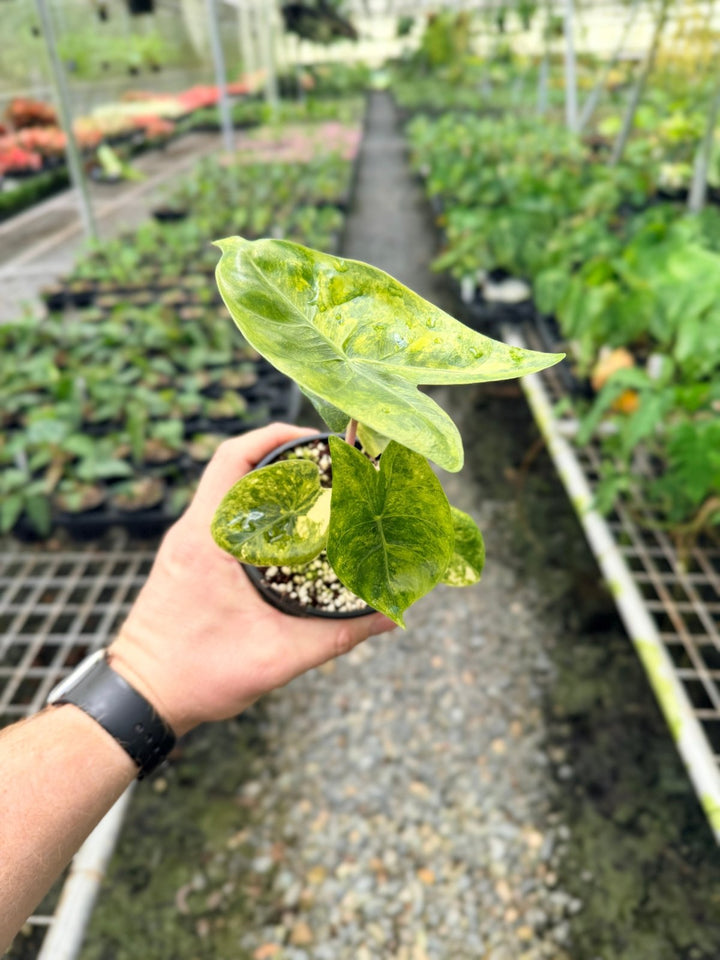 Handpicked 115 - Alocasia Morocco Variegata | Uprooted