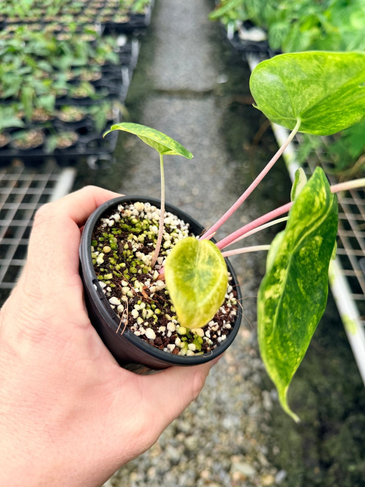 Handpicked 115 - Alocasia Morocco Variegata | Uprooted