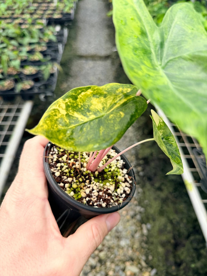 Handpicked 115 - Alocasia Morocco Variegata | Uprooted
