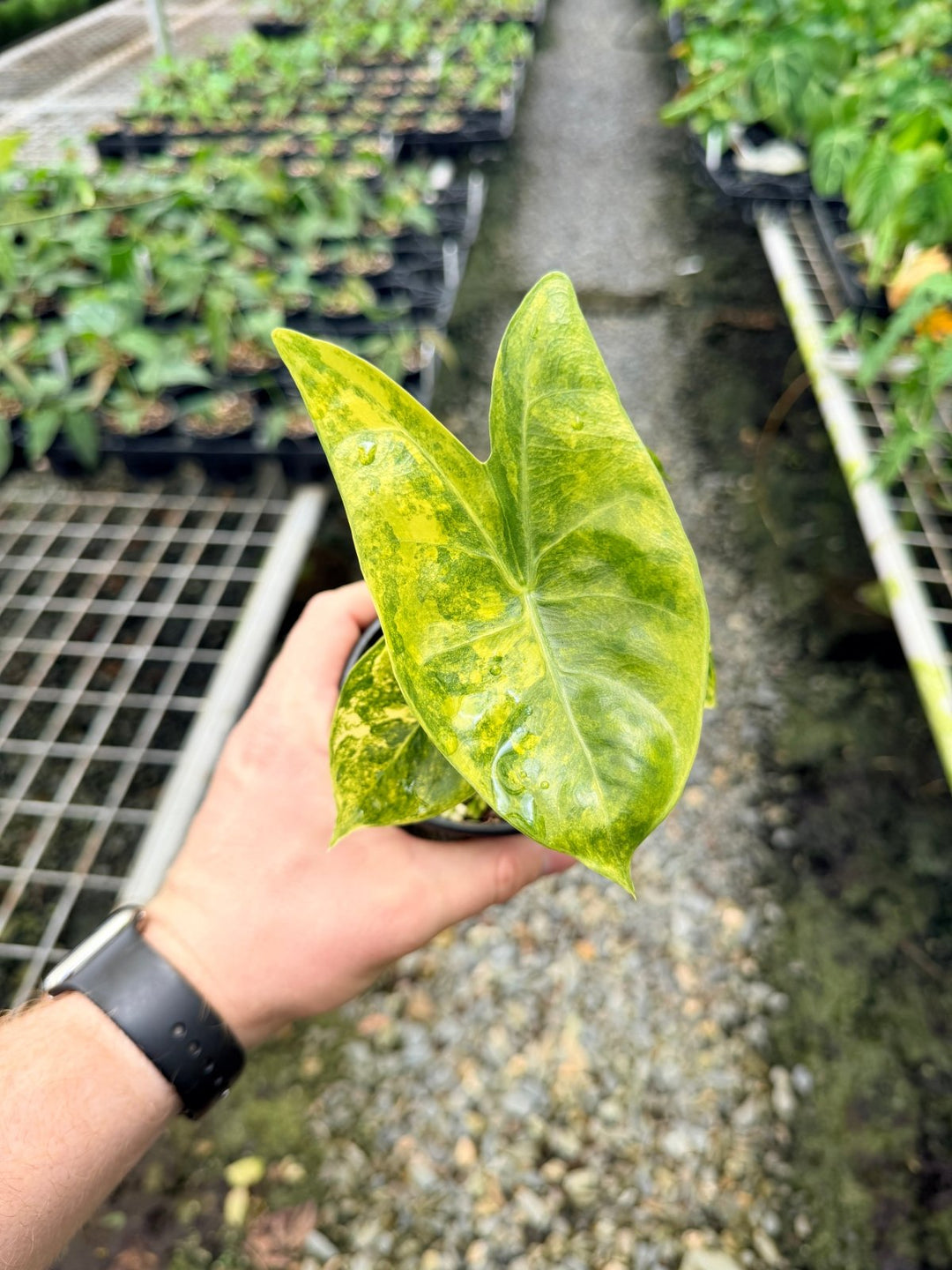 Handpicked 115 - Alocasia Morocco Variegata | Uprooted
