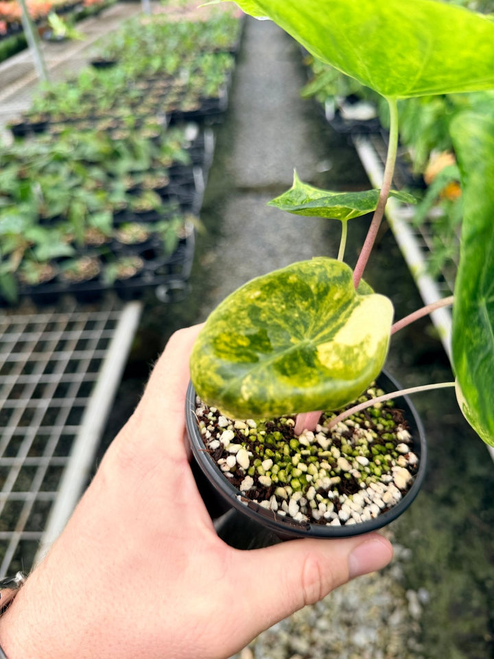 Handpicked 115 - Alocasia Morocco Variegata | Uprooted