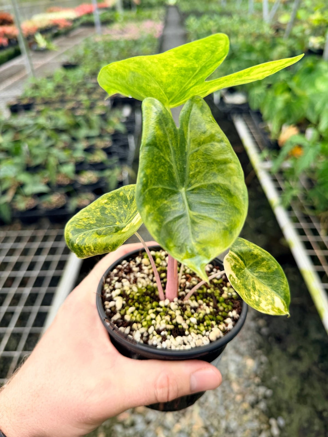 Handpicked 115 - Alocasia Morocco Variegata | Uprooted