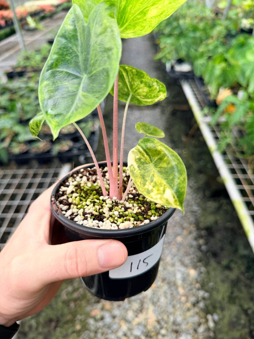 Handpicked 115 - Alocasia Morocco Variegata | Uprooted
