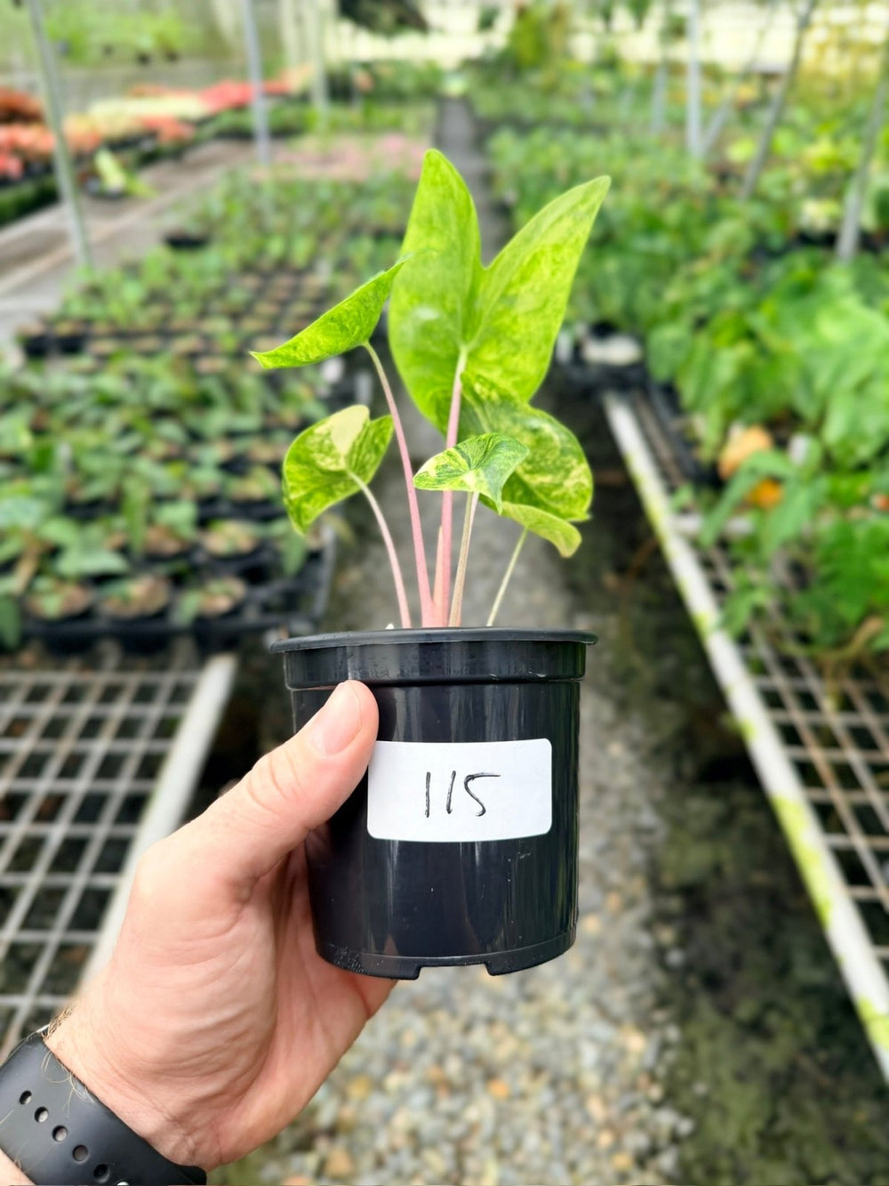 Handpicked 115 - Alocasia Morocco Variegata | Uprooted