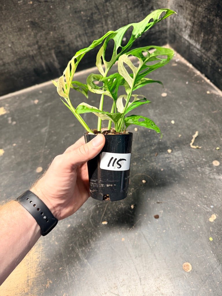Handpicked 115 - Monstera Adansonii Monkey Mask Albo | Uprooted