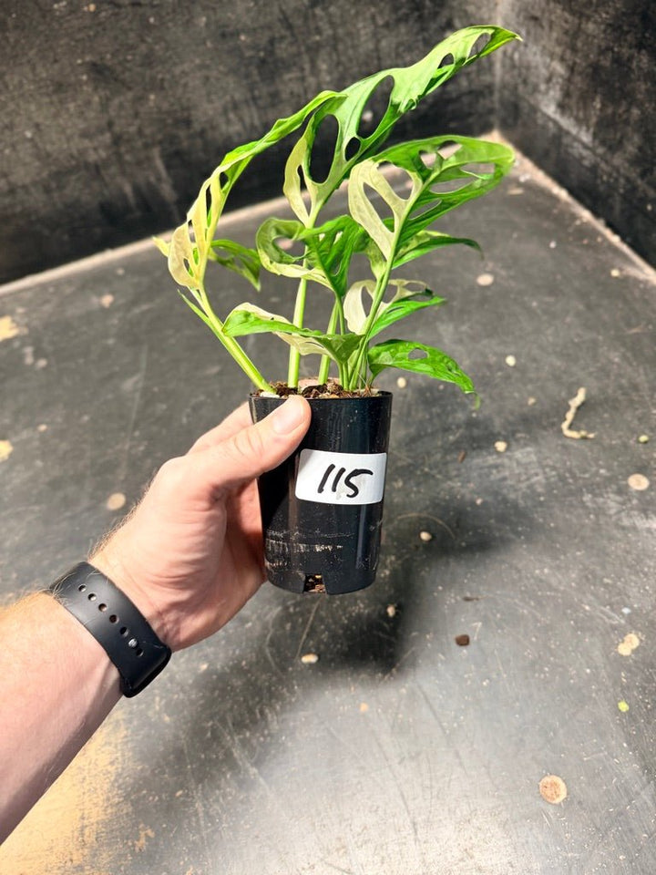 Handpicked 115 - Monstera Adansonii Monkey Mask Albo | Uprooted