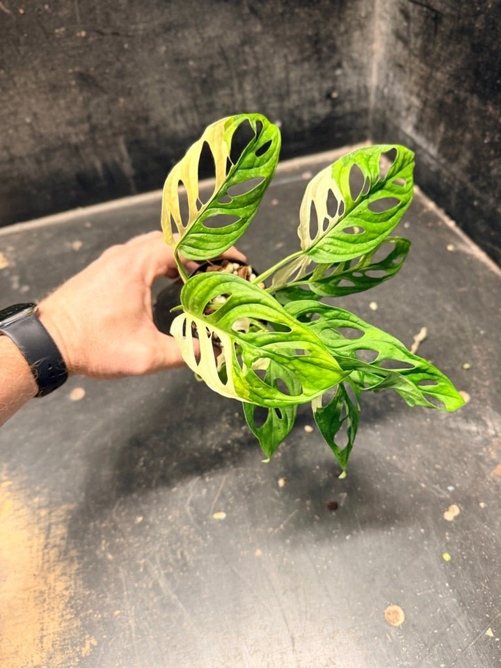 Handpicked 115 - Monstera Adansonii Monkey Mask Albo | Uprooted