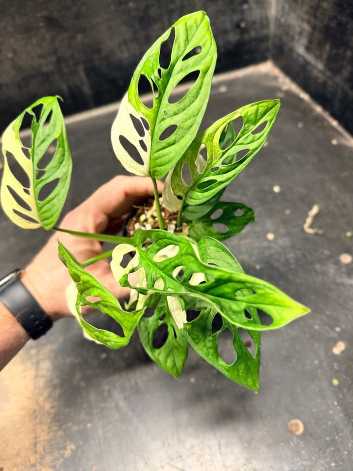 Handpicked 115 - Monstera Adansonii Monkey Mask Albo | Uprooted