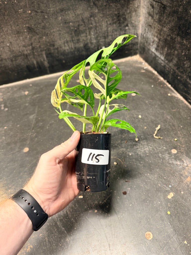 Handpicked 115 - Monstera Adansonii Monkey Mask Albo | Uprooted