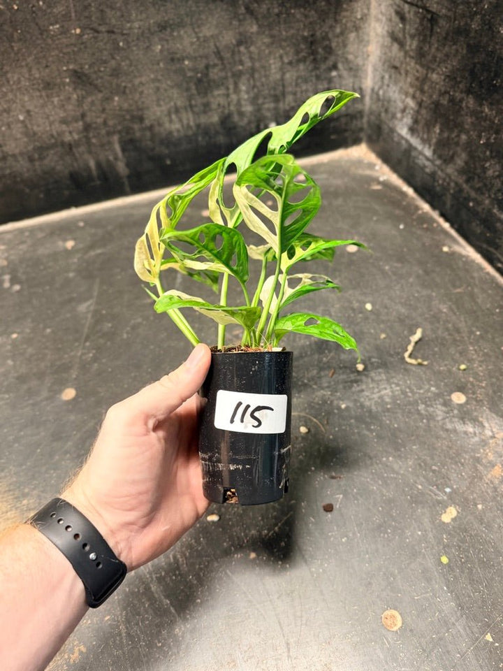 Handpicked 115 - Monstera Adansonii Monkey Mask Albo | Uprooted