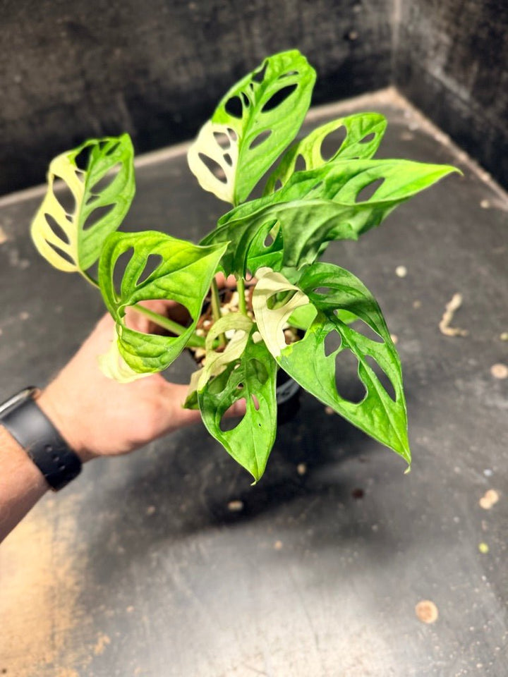 Handpicked 115 - Monstera Adansonii Monkey Mask Albo | Uprooted
