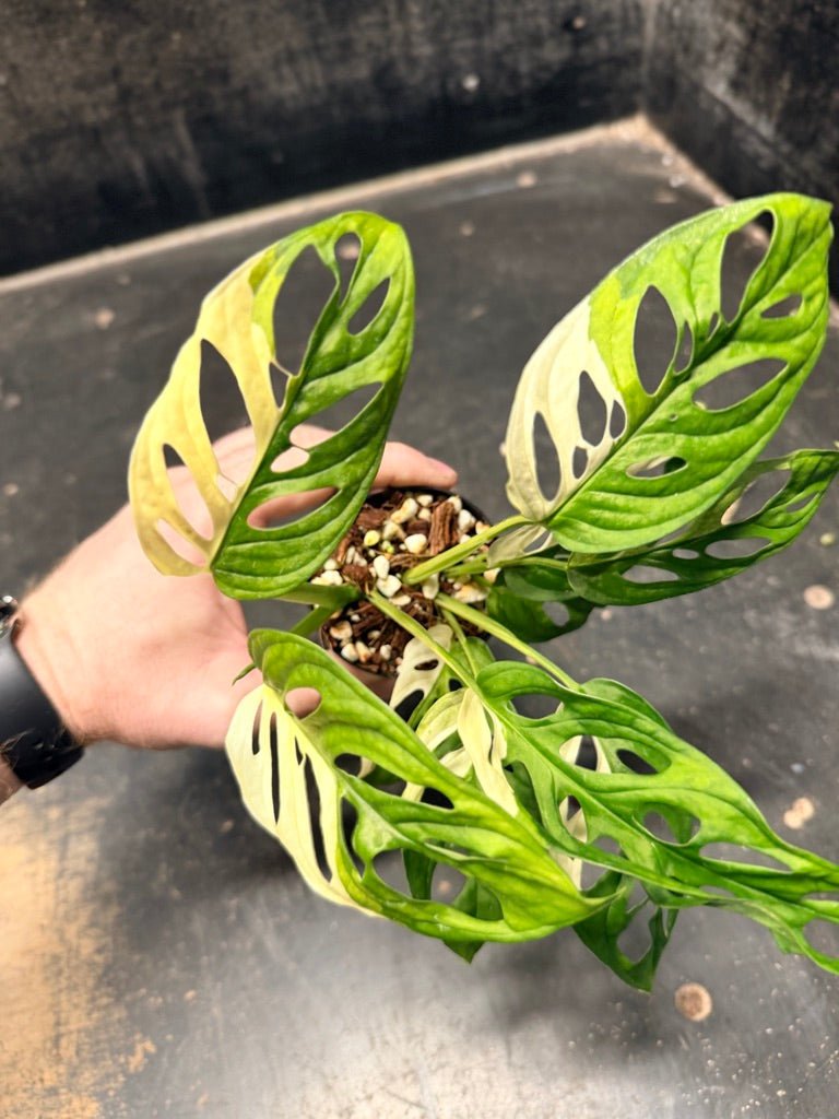 Handpicked 115 - Monstera Adansonii Monkey Mask Albo | Uprooted