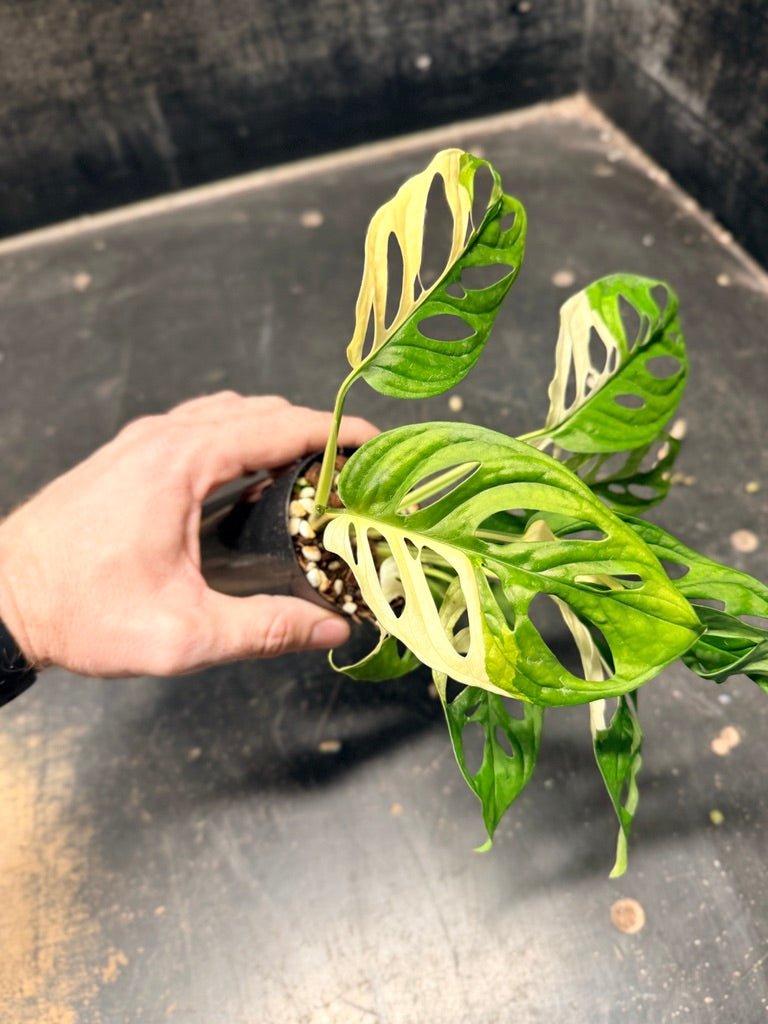 Handpicked 115 - Monstera Adansonii Monkey Mask Albo | Uprooted