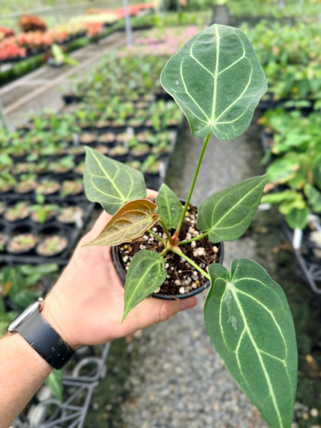 Handpicked 116 - Anthurium Magnificum X Forgetii | Uprooted