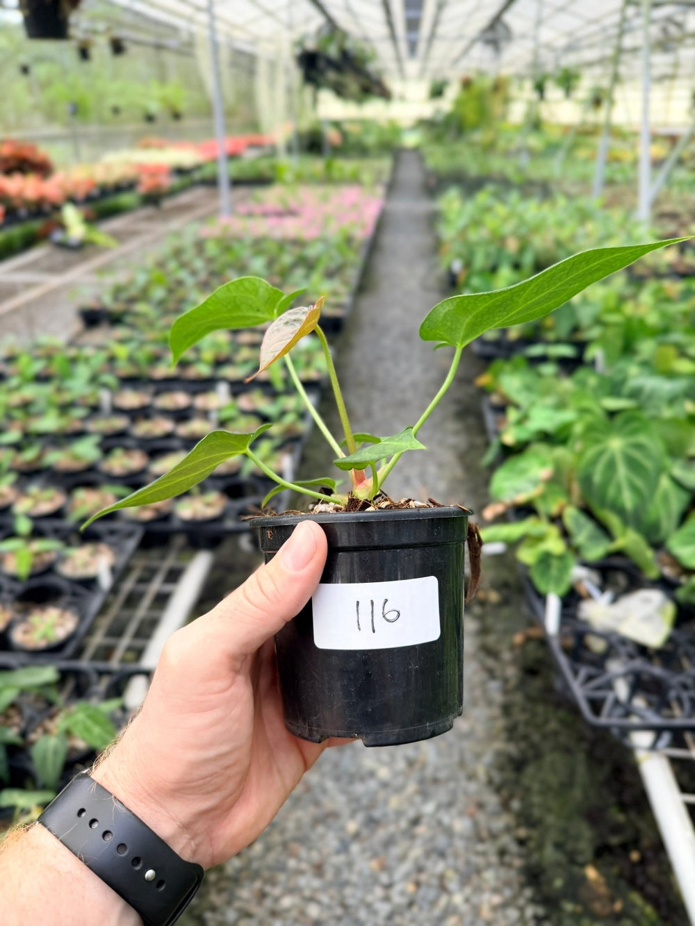 Handpicked 116 - Anthurium Magnificum X Forgetii | Uprooted