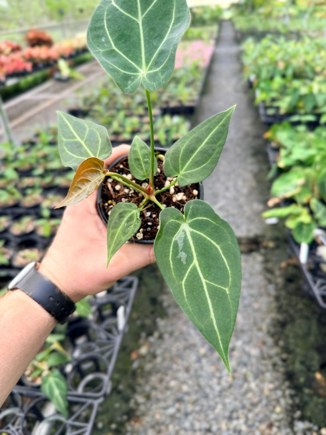 Handpicked 116 - Anthurium Magnificum X Forgetii | Uprooted