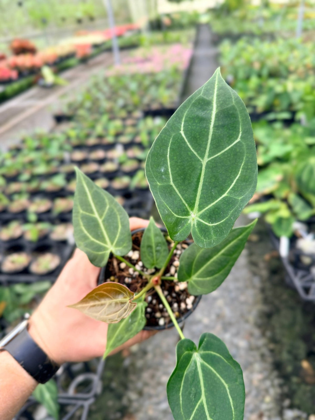 Handpicked 116 - Anthurium Magnificum X Forgetii | Uprooted