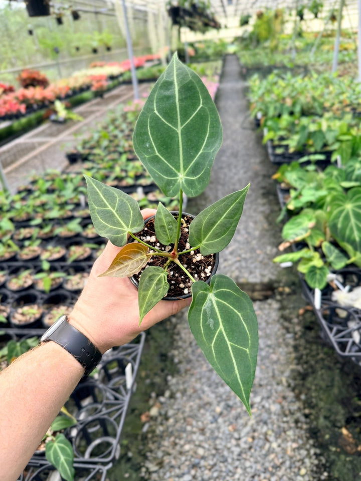 Handpicked 116 - Anthurium Magnificum X Forgetii | Uprooted