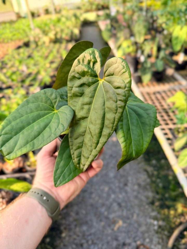 Handpicked 116 - Anthurium Papillilaminum x Luxurians | Uprooted