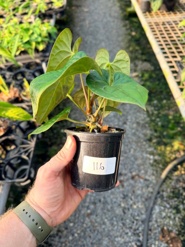 Handpicked 116 - Anthurium Papillilaminum x Luxurians | Uprooted
