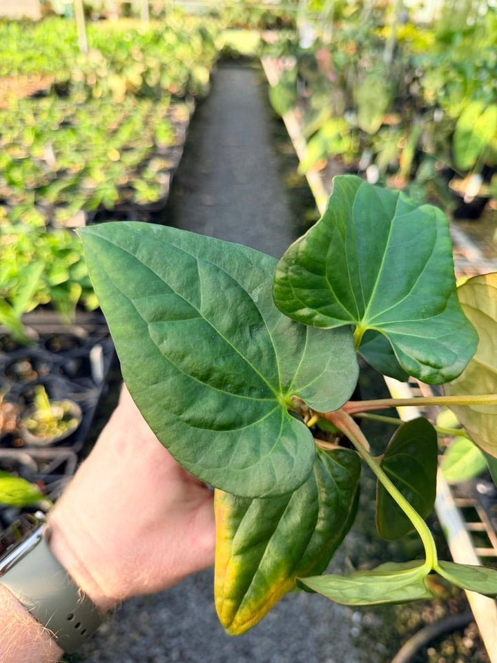 Handpicked 116 - Anthurium Papillilaminum x Luxurians | Uprooted