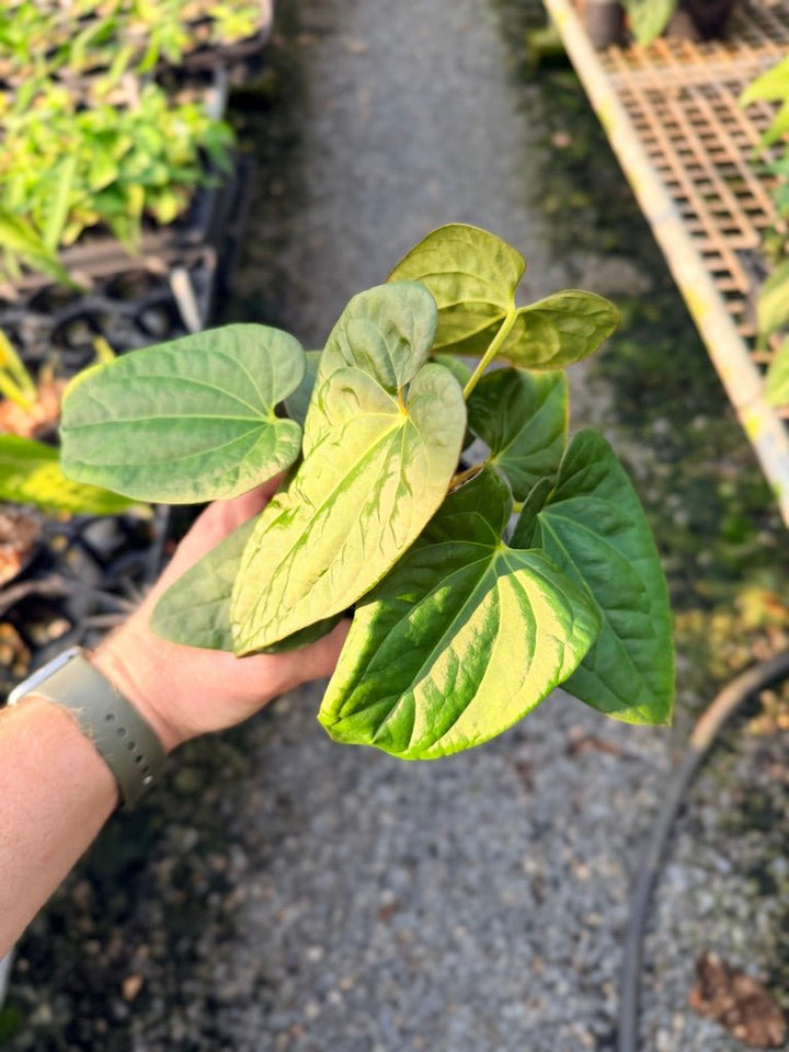 Handpicked 116 - Anthurium Papillilaminum x Luxurians | Uprooted