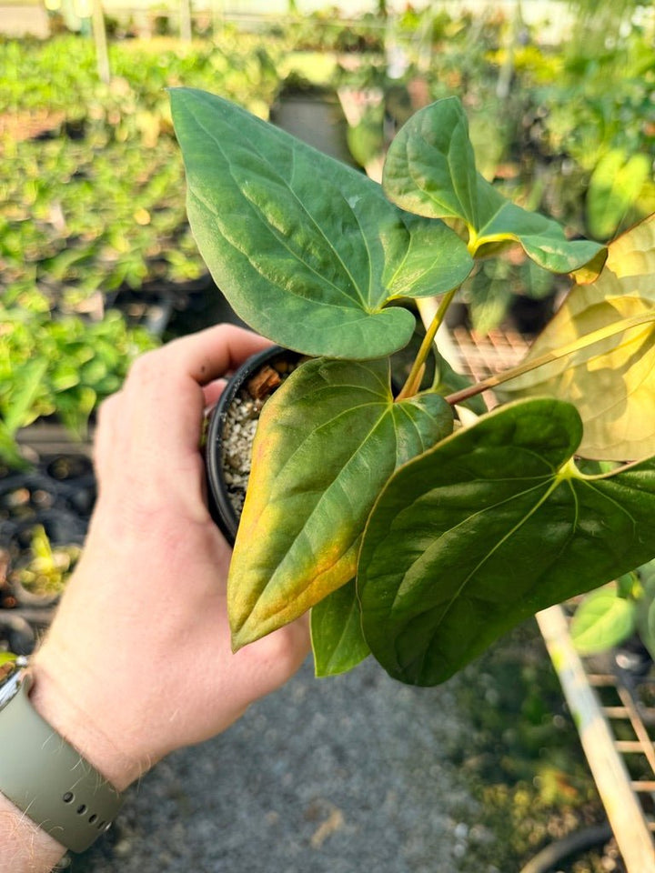 Handpicked 116 - Anthurium Papillilaminum x Luxurians | Uprooted