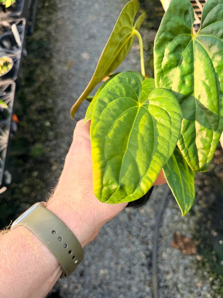 Handpicked 116 - Anthurium Papillilaminum x Luxurians | Uprooted