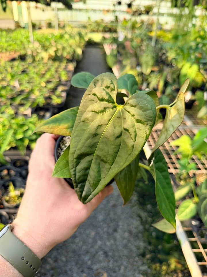 Handpicked 116 - Anthurium Papillilaminum x Luxurians | Uprooted