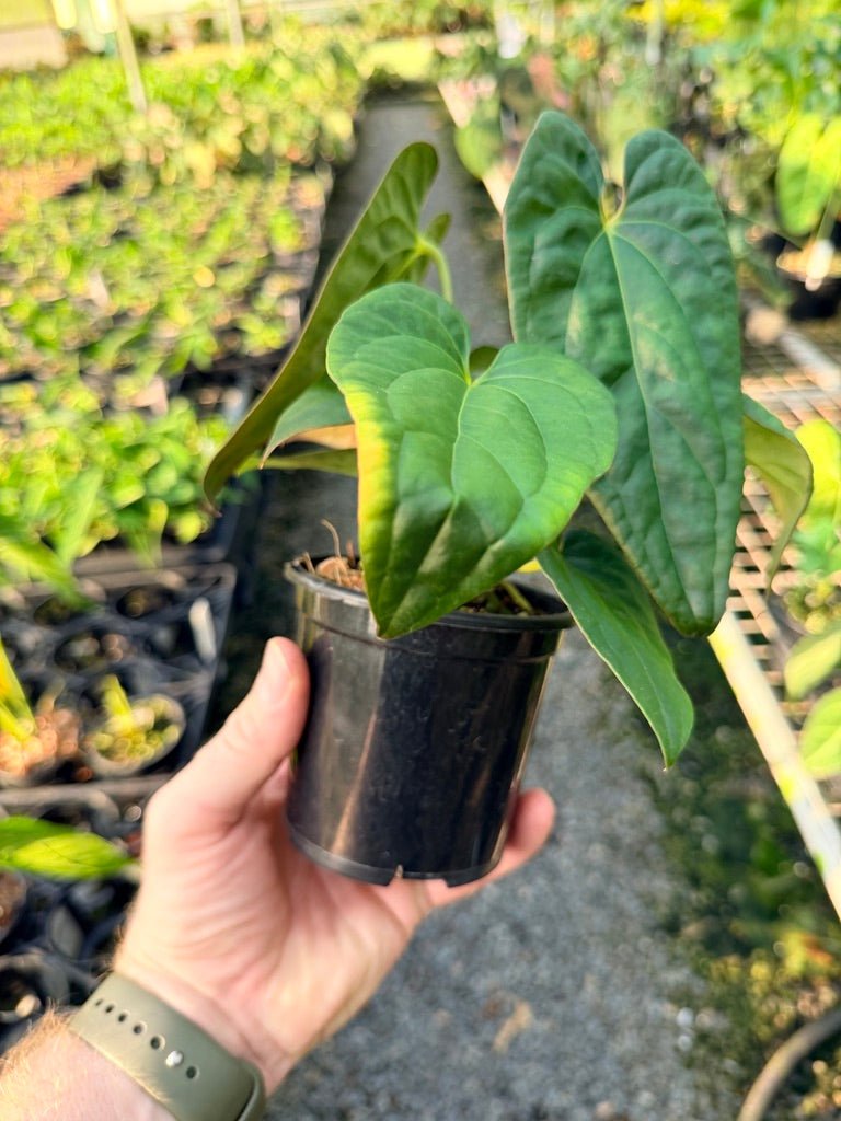 Handpicked 116 - Anthurium Papillilaminum x Luxurians | Uprooted